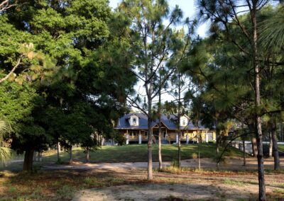 House surrounded by pine trees in forest setting.