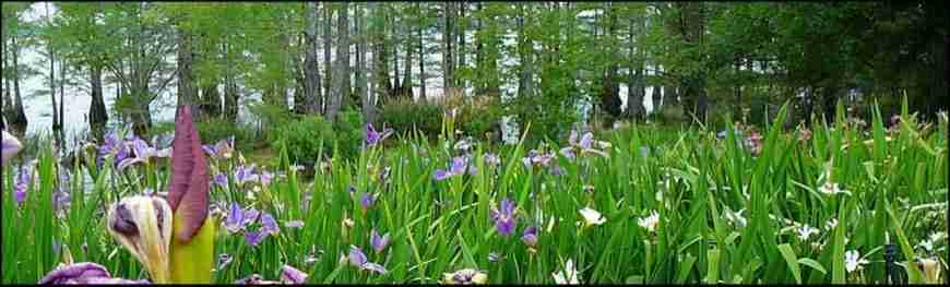 Cypress Log Home Swamp