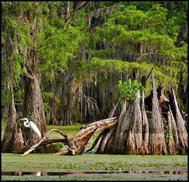 Cypress Swamp Egret