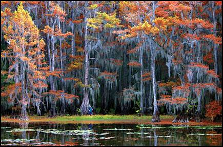 Fall Cypress Swamp