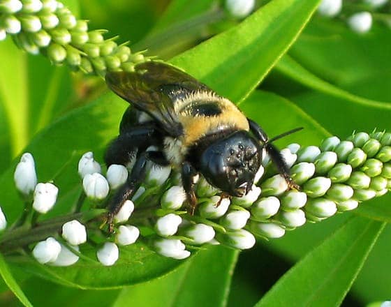 Log Home Carpenter Bee