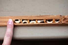 Log Home Carpenter Bee