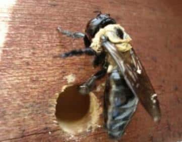 Log Home Carpenter Bee
